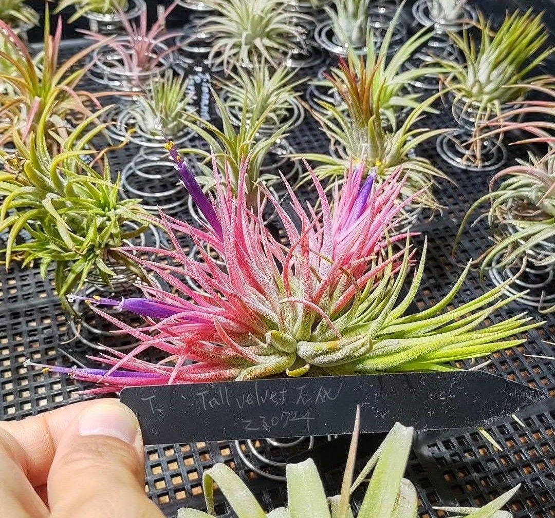 T. ionantha tall velvet 石化 綴化