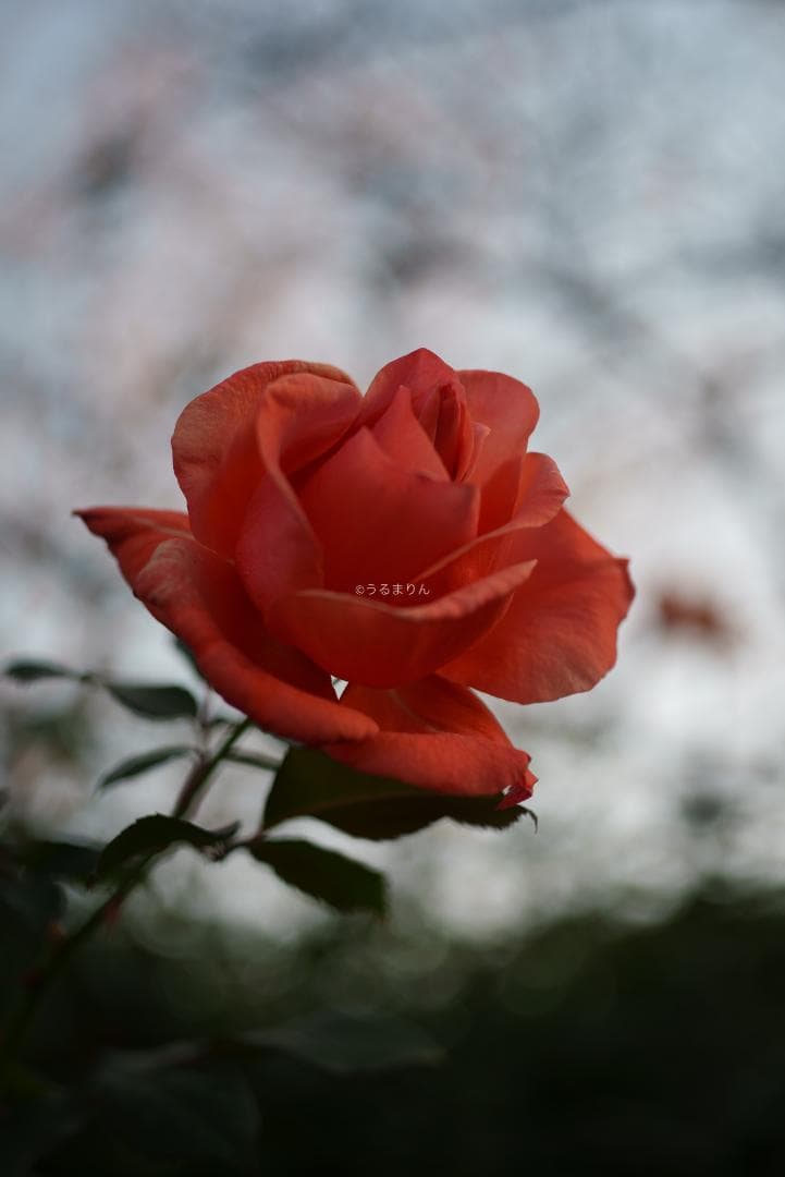 ぬれがらす様現代最小の標準！Elmar-M 50mm F2.8 E39