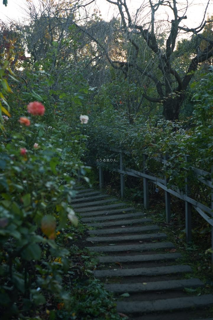 ぬれがらす様現代最小の標準！Elmar-M 50mm F2.8 E39