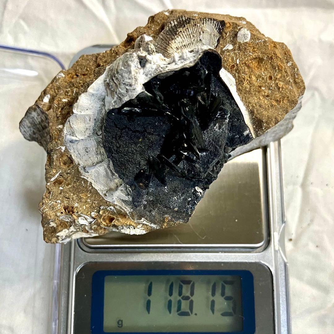 希少 ヴィヴィアナイト シェルフォッシル 藍鉄鉱 貝化石 原石 標本 118g