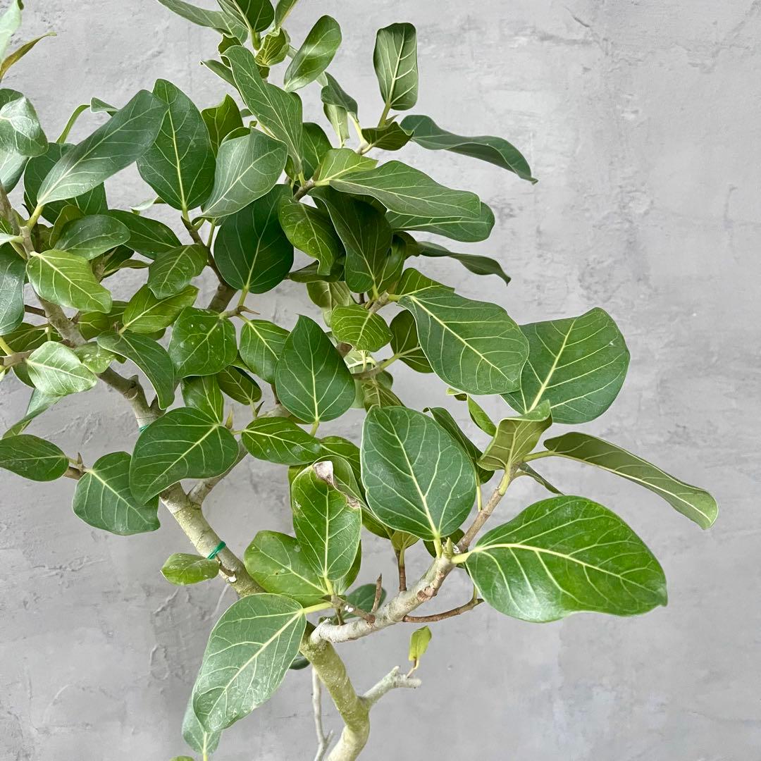 大型　フィカス　ベンガレンシス　オードリー　陶器鉢　植え込み発送