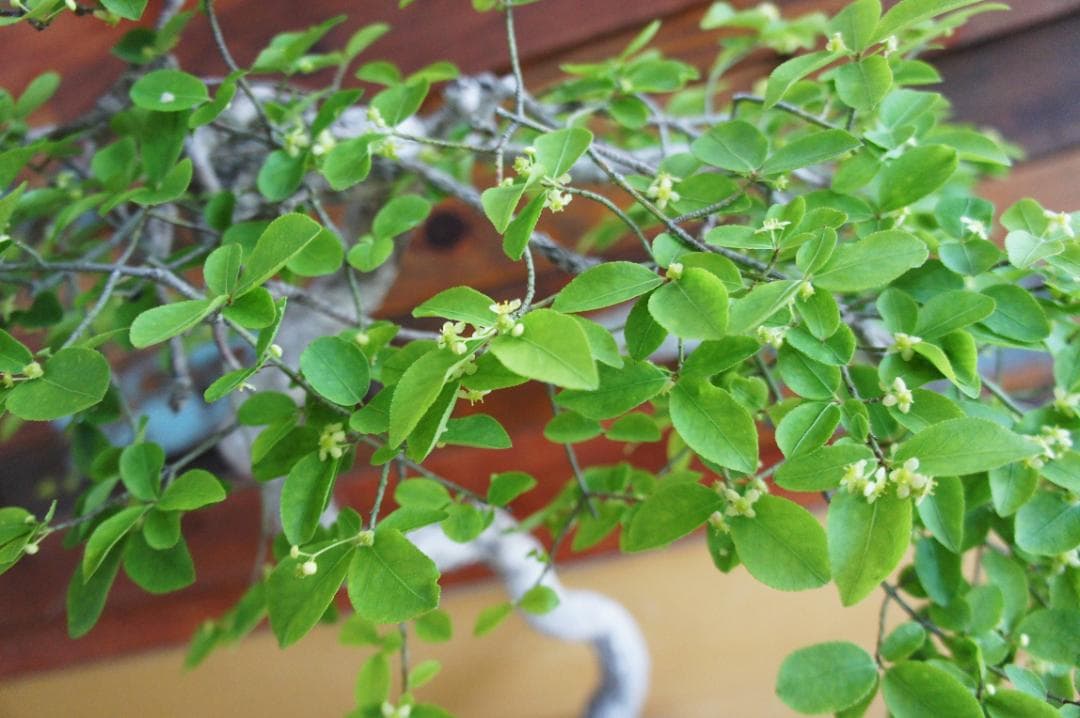 盆栽 『コマユミ』 紅葉 花 実 アート インテリア 送料無料 b193