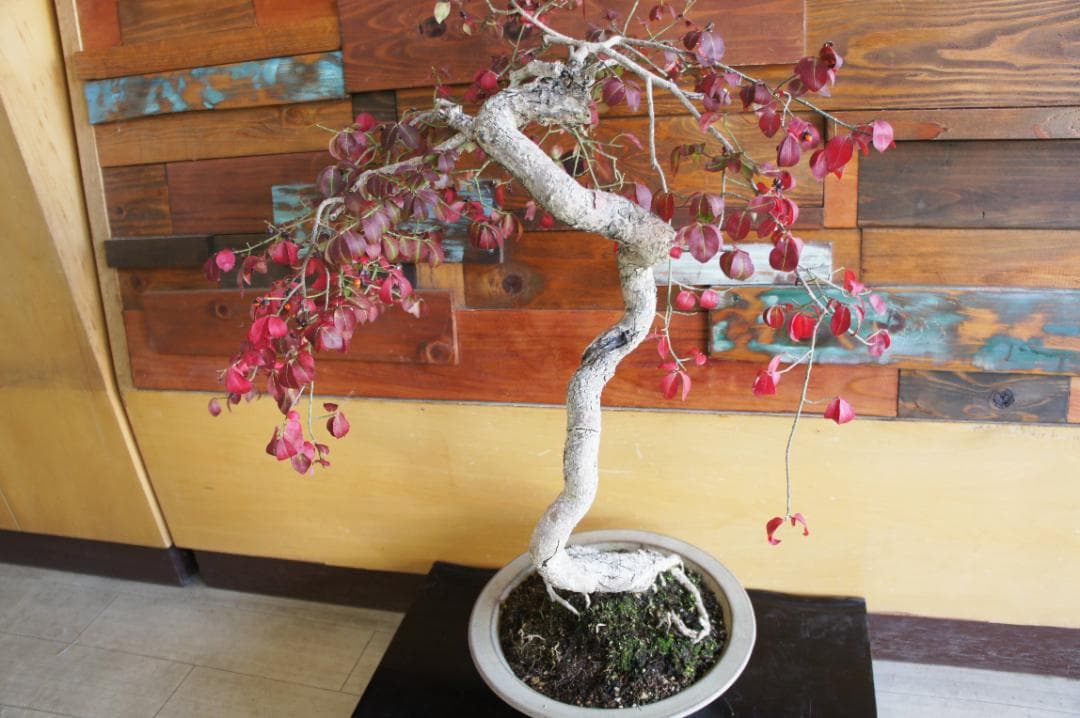 盆栽 『コマユミ』 紅葉 花 実 アート インテリア 送料無料 b193