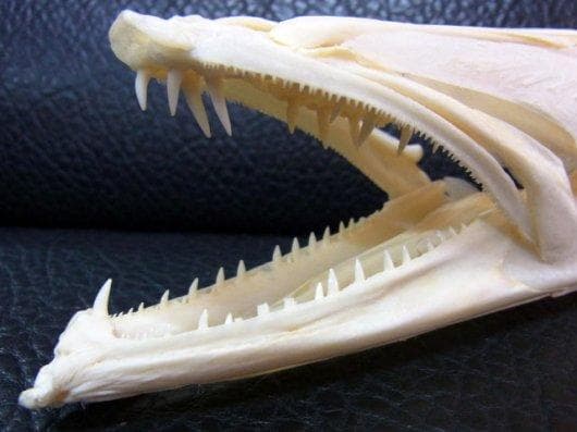レア！オニカマス（バラクーダ）頭骨