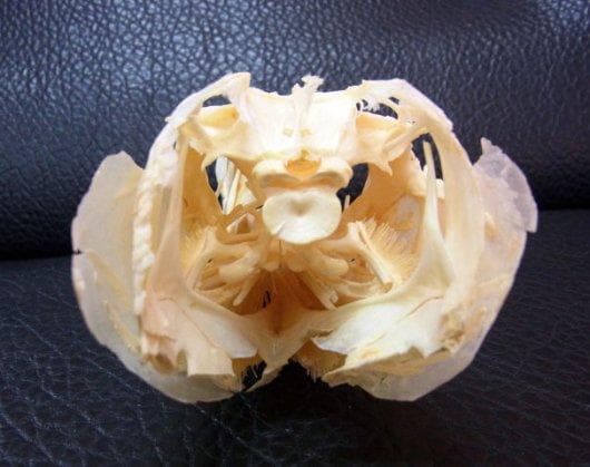 レア！オニカマス（バラクーダ）頭骨