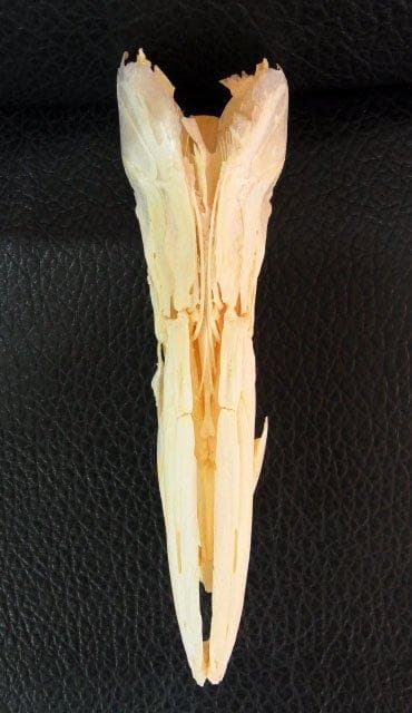 レア！オニカマス（バラクーダ）頭骨