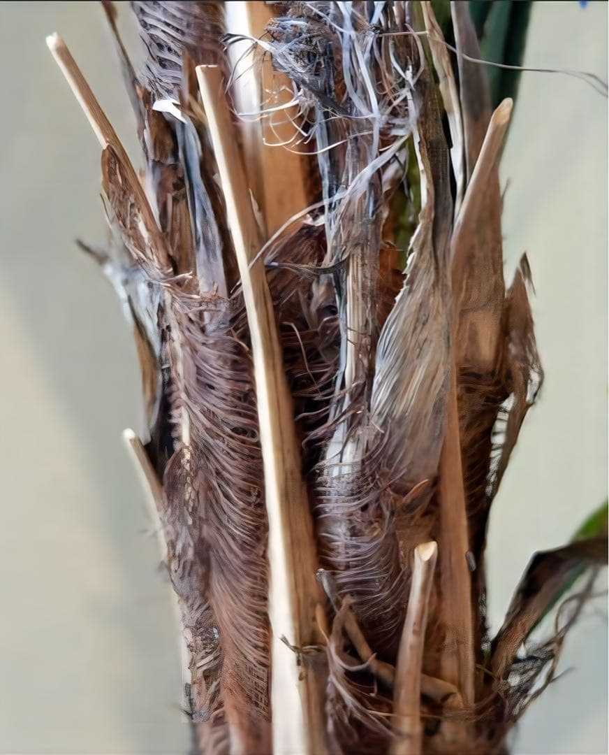 光触媒　人工観葉植物　ウォールグリーンフェイクグリーン　アカベテナータ160