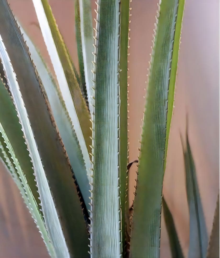 光触媒　人工観葉植物　ウォールグリーンフェイクグリーン　アカベテナータ160