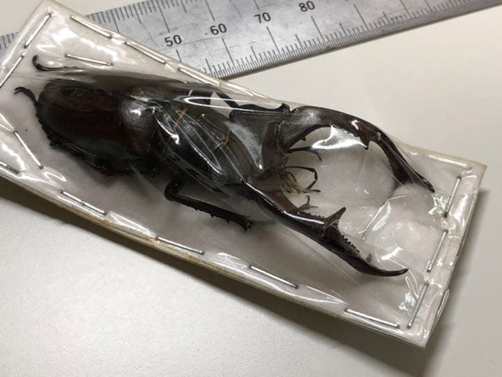 送料込み！　即日発送！　標本　クワガタ