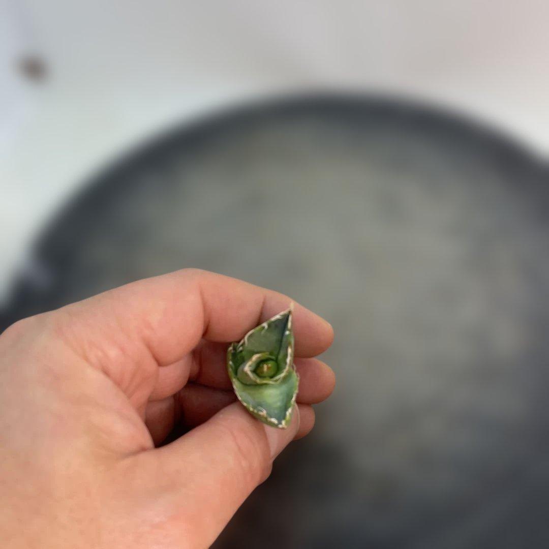 アガベ　チタノタ　‘1981’ 極上ブルー