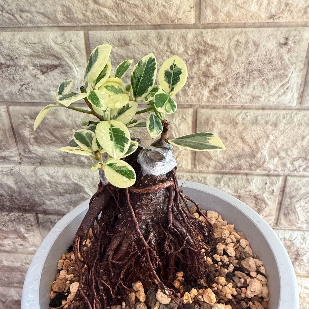 パンダガジュマル 斑入り 極上株｜三ヶ所接木｜気根発達｜発根済み｜現品