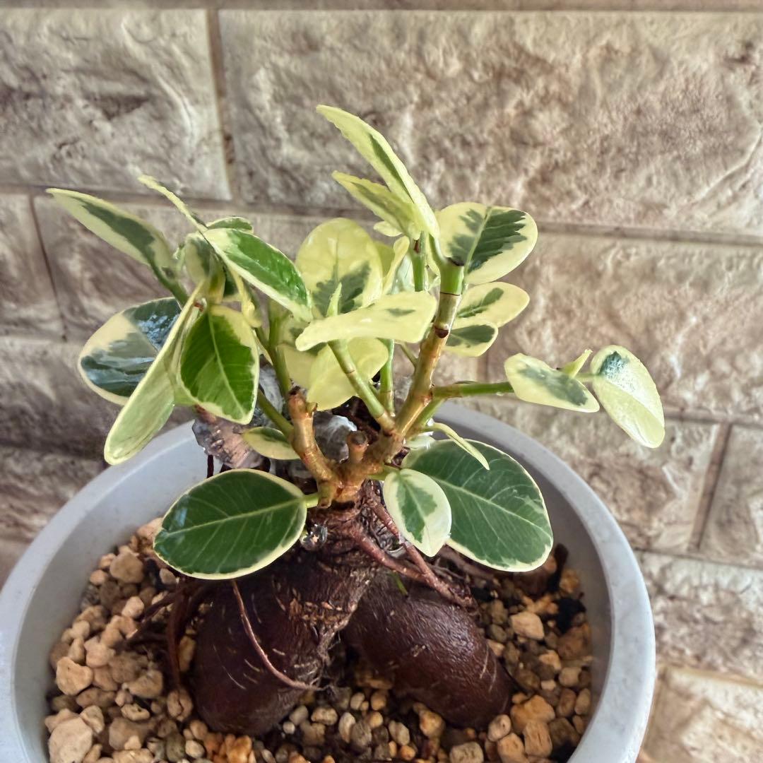 パンダガジュマル 斑入り 極上株｜三ヶ所接木｜気根発達｜発根済み｜現品