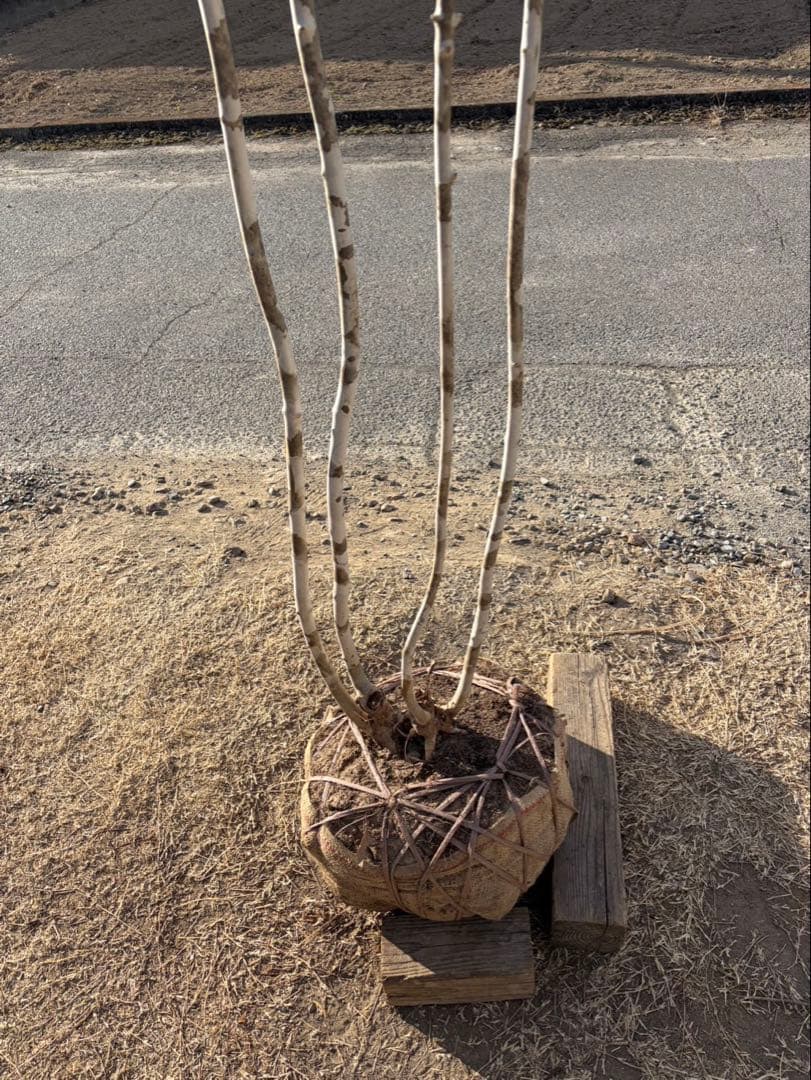 山採り アオダモ 自然樹形 株立ち 4本立ち