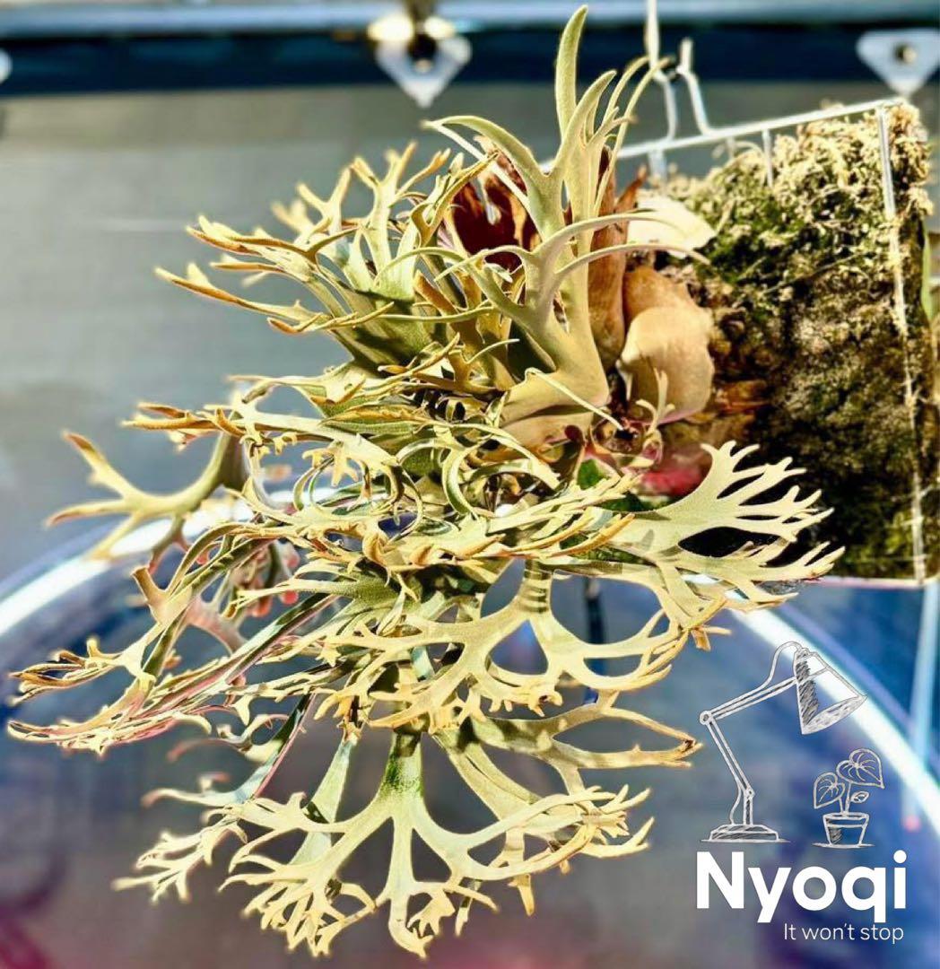 P. wilinckii Golden Boy spore【48】