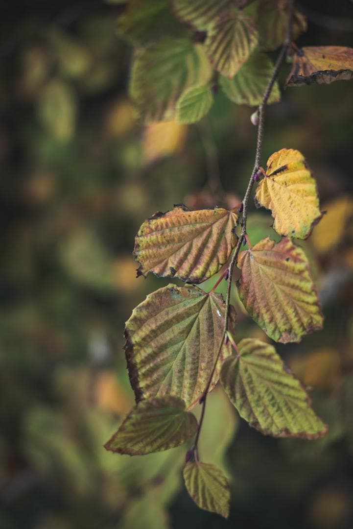 mauLR様　Leica Elmar 65mm F3.5 Visoflex