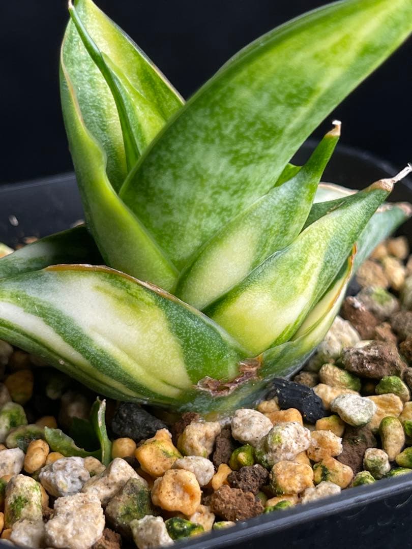 EMP サンセベリア ヴィエナ 斑入り / レア 仔株付きSA356