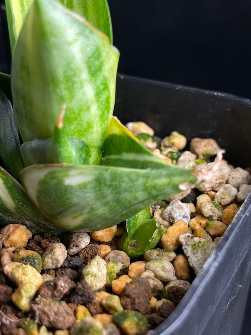 EMP サンセベリア ヴィエナ 斑入り / レア 仔株付きSA356