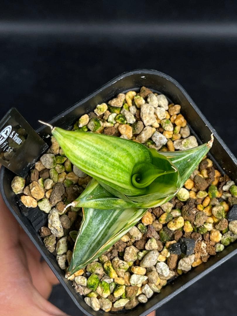 EMP サンセベリア ヴィエナ 斑入り / レア 仔株付きSA356