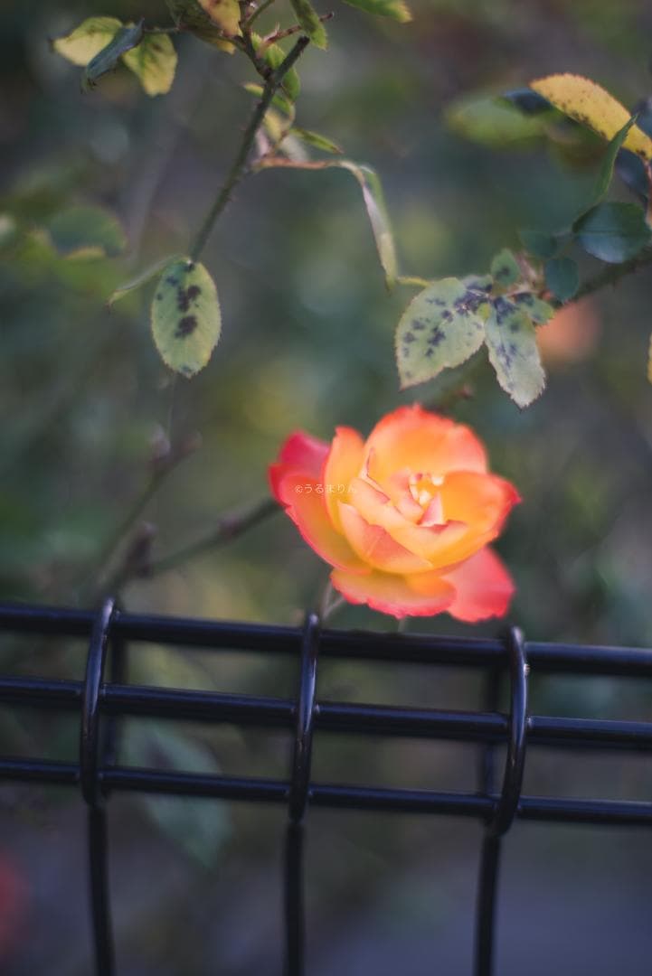 良品！標準の帝王！Planar 50mm F1.4 AEJ オールドレンズ