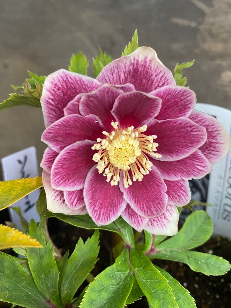 し*す様 ソレイユ　広瀬園芸