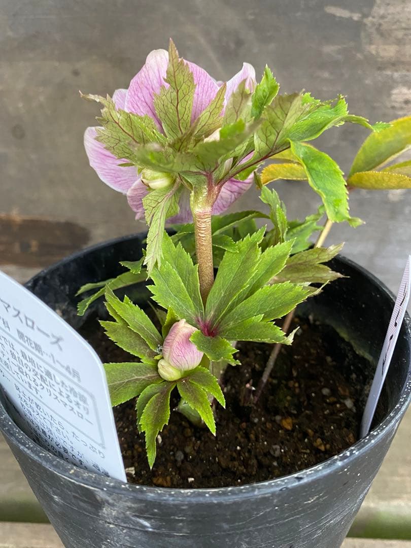 し*す様 ソレイユ　広瀬園芸