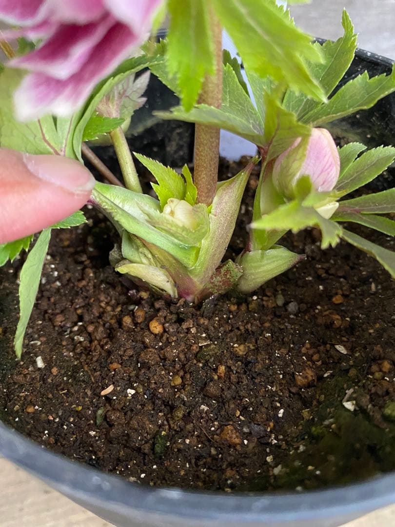 し*す様 ソレイユ　広瀬園芸