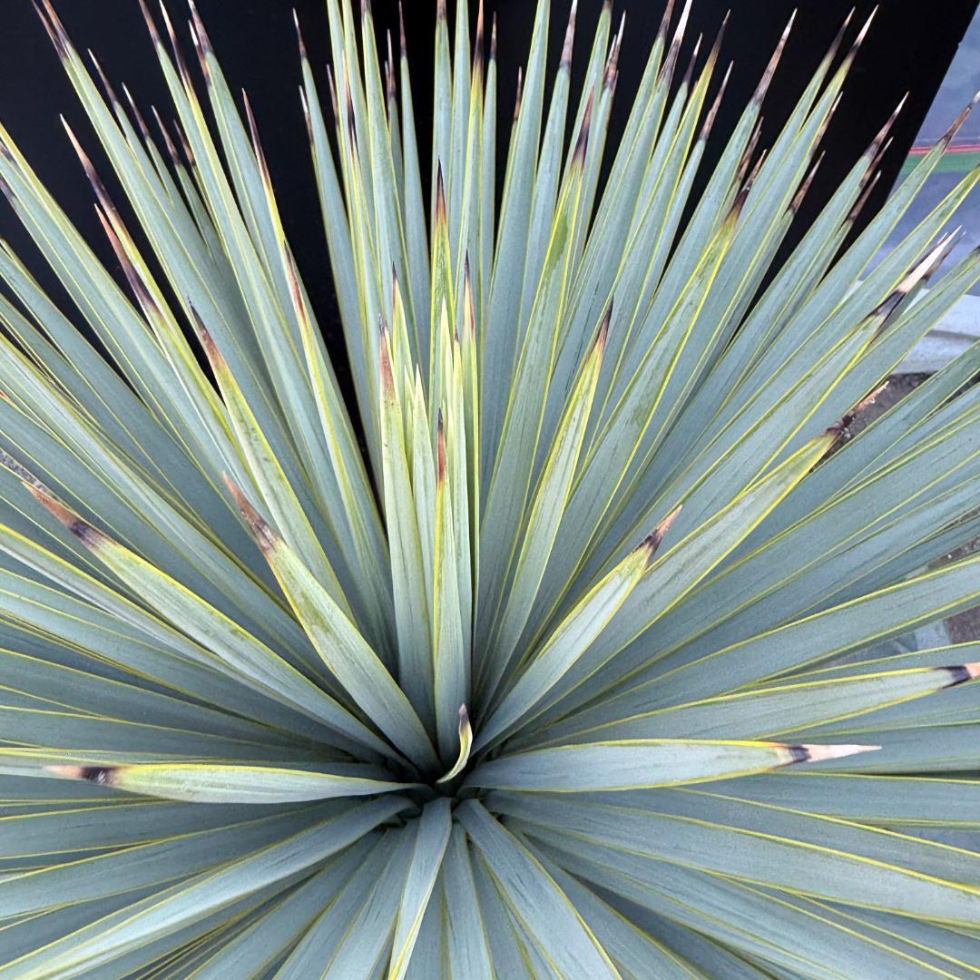 【AL1095】ユッカ　ロストラータ