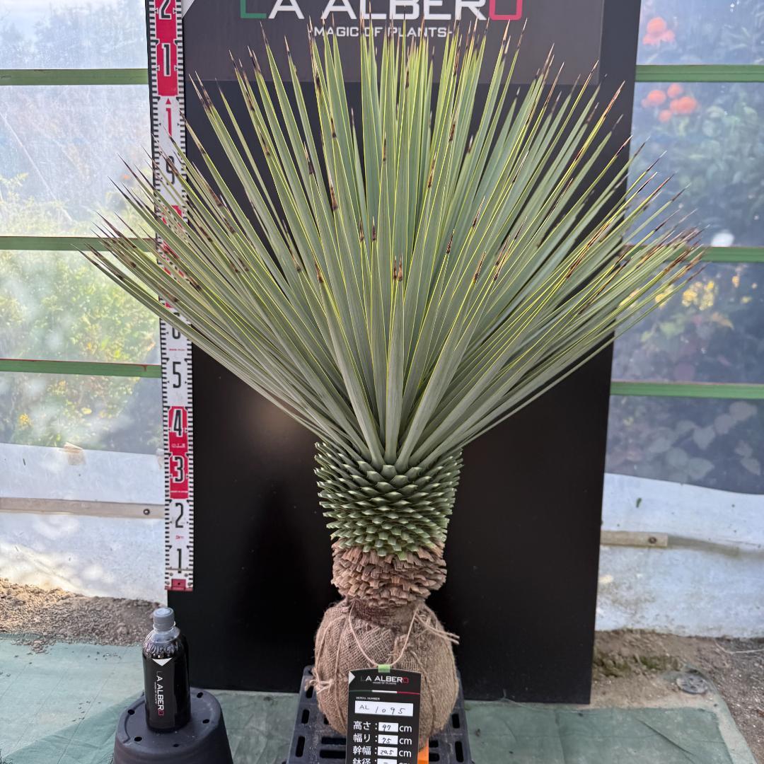 【AL1095】ユッカ　ロストラータ