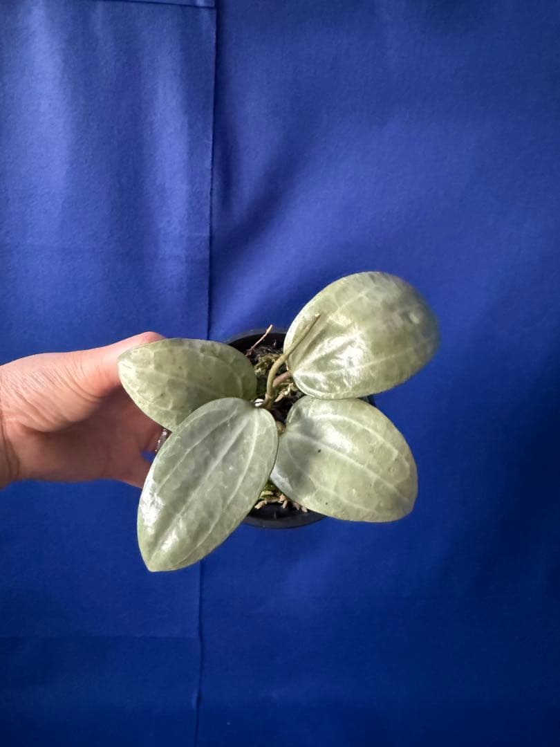 1124＊Hoya ＊ ホヤ＊latifolia＊silver ＊ラティフォリア