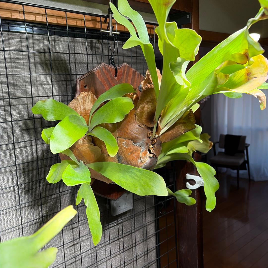 ビカクシダ　コウモリラン　ヒリー