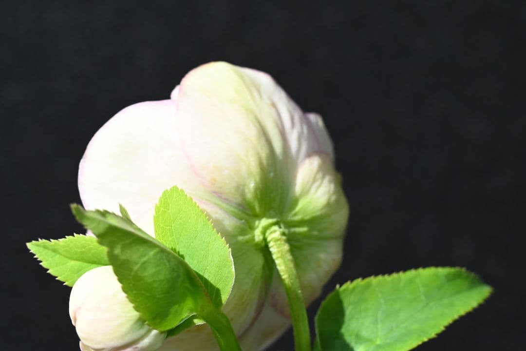 クリスマスローズ　認定ピンクアフロディーテ　加藤農園