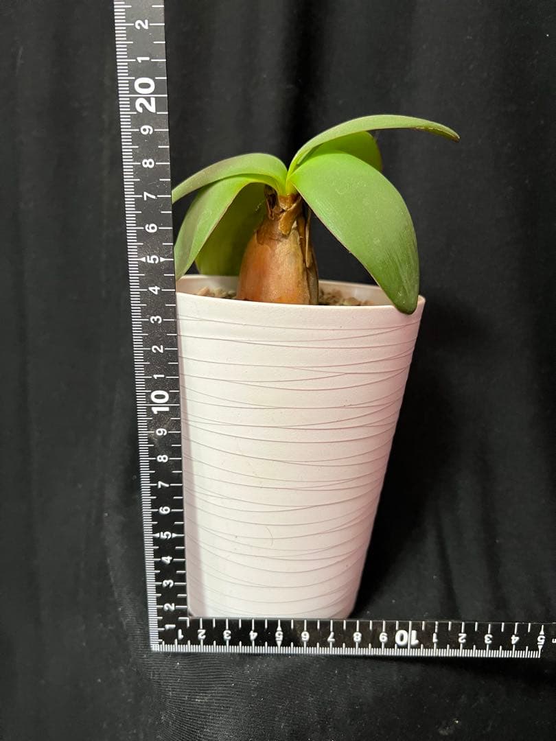 ブルンスビギア オリエンタリス