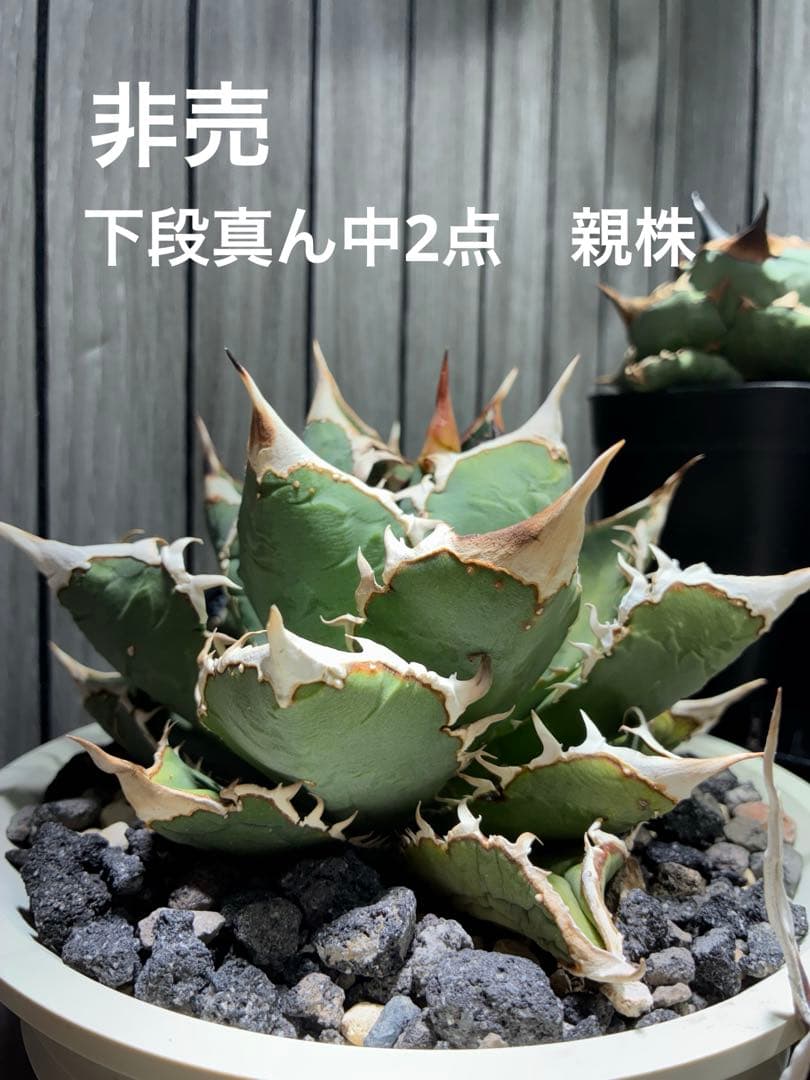 アガベ 特選チタノタ　セット売り⭐︎