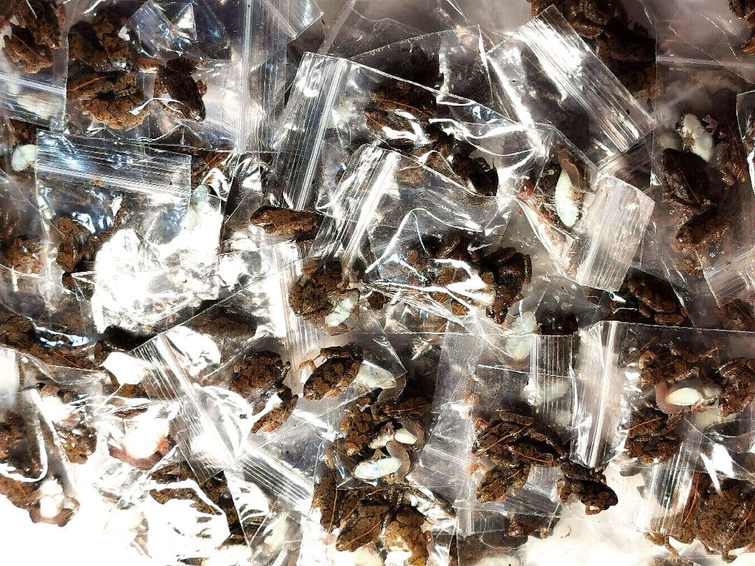 二百匹【冷凍】SS 餌用カエル ヌマガエル エサ用 爬虫類 蛇の餌 ヘビ トカゲ