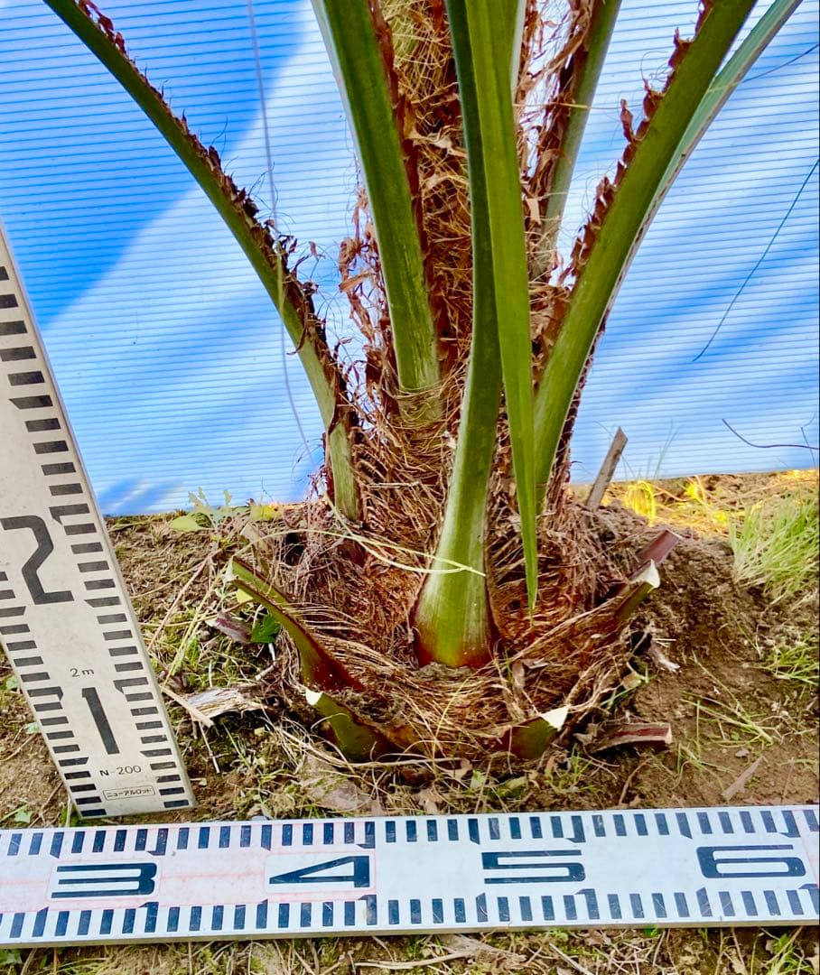 ❶-1 ココスヤシ　超耐寒性