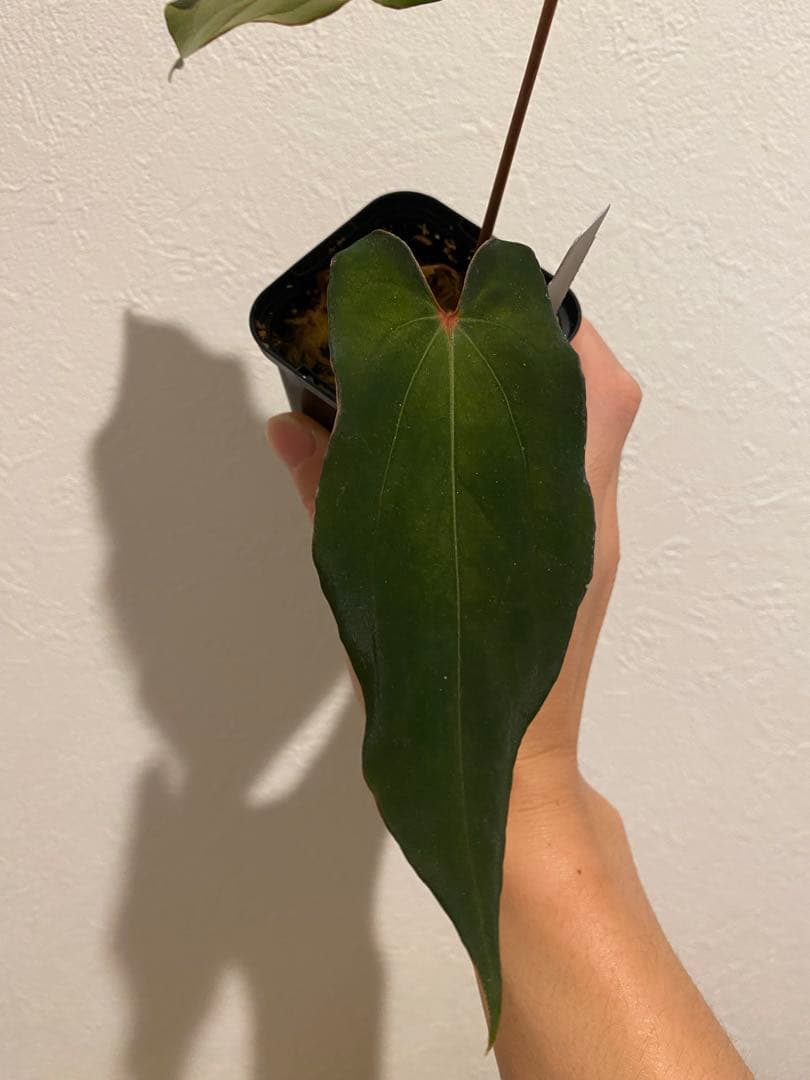 anthurium antolakii × self scott cohen