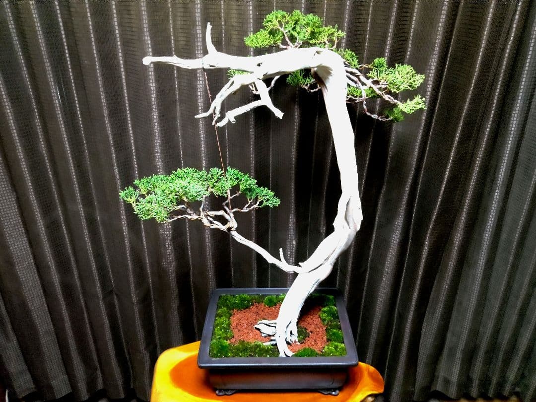 【大品 　 糸魚川真柏盆栽】　　　⭕樹齢 200年超 明星山採取❗