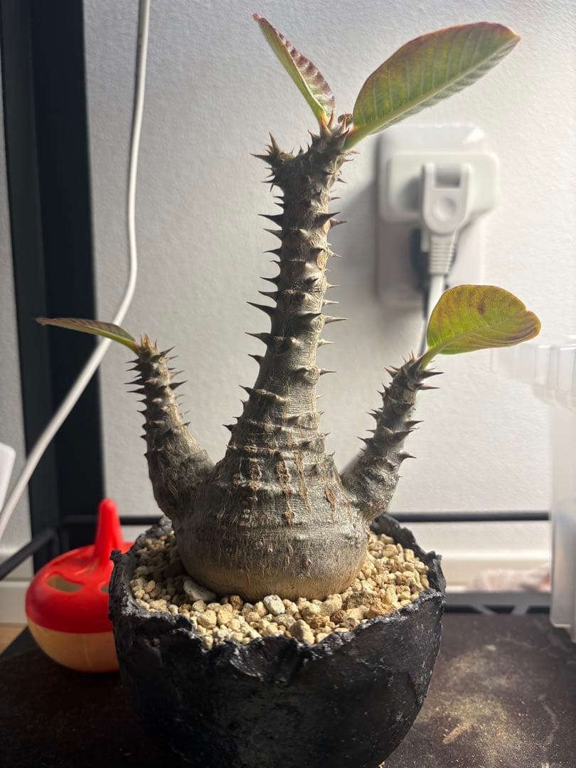 パキポディウム・ウィンゾリー 鉢付き