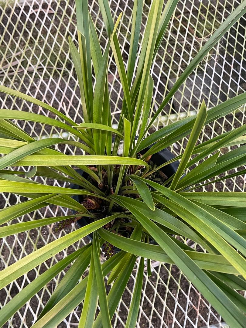 R8年キンリョウヘン花芽10本#1