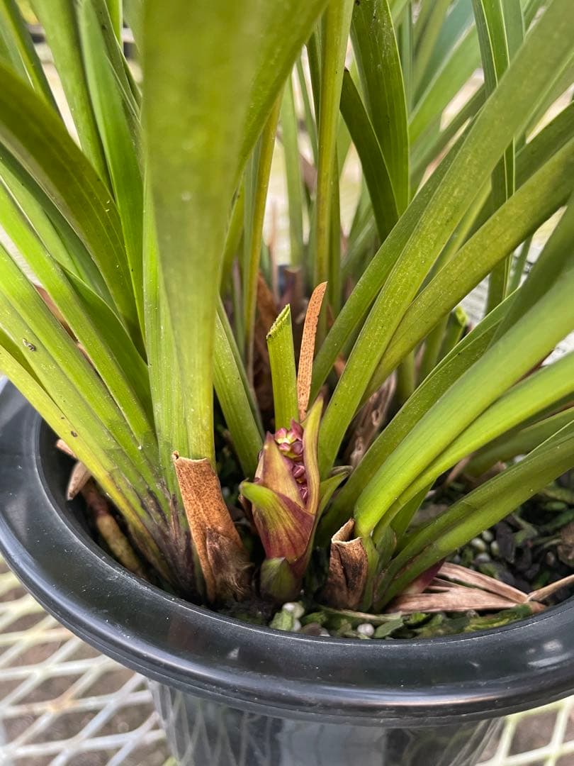 R8年キンリョウヘン花芽10本#1