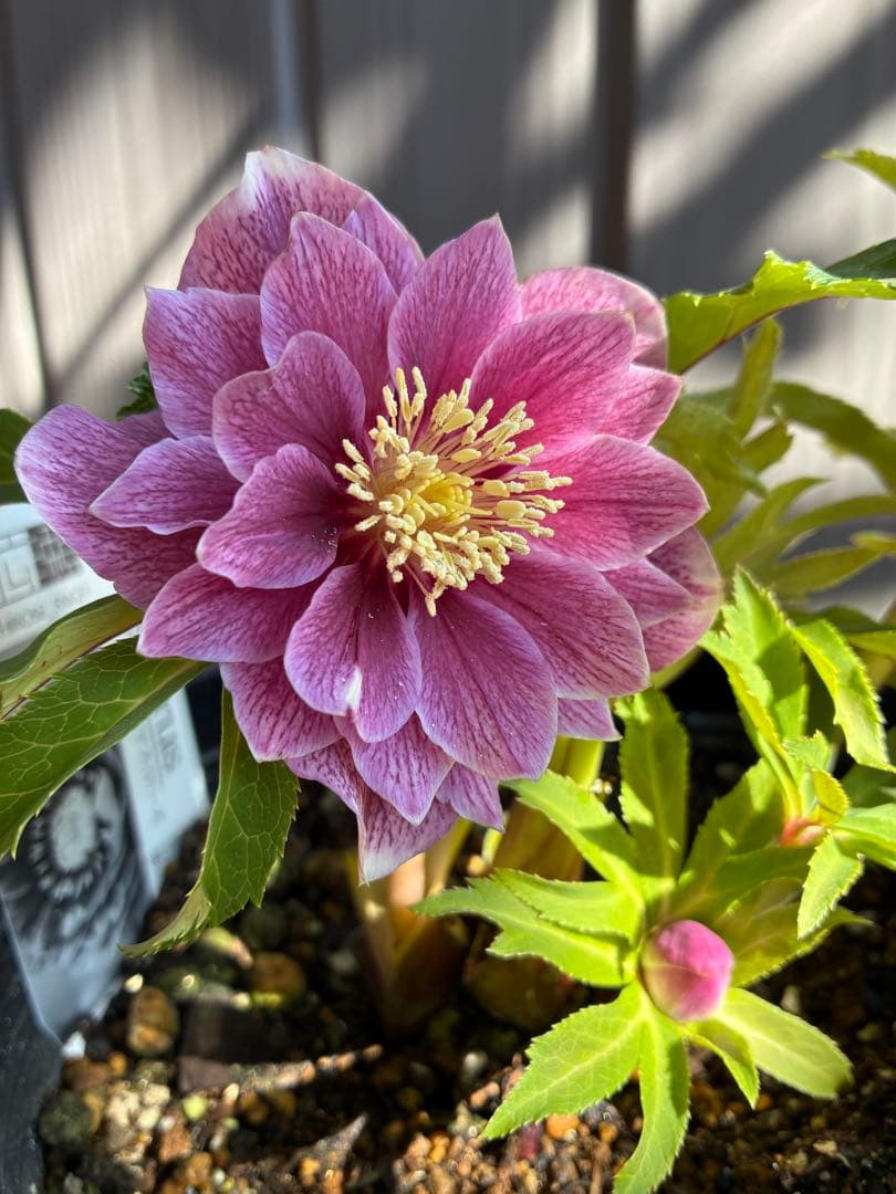 ♡広瀬園芸♡ 充実株シリーズ①DDピンク白抜け　ソレイユ系