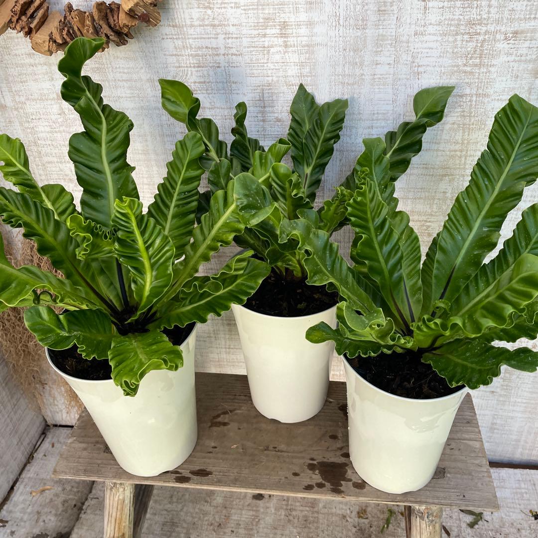 unzaです♪2点セット！アスプレニウム　コブラ3 オーガスタ　苗　苗木