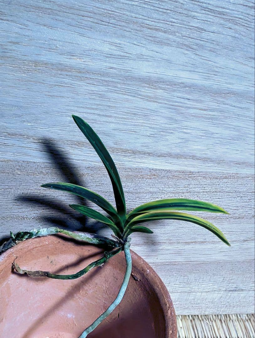 富貴蘭　カラス黒牡丹縞（関東で人気の希少黒牡丹）