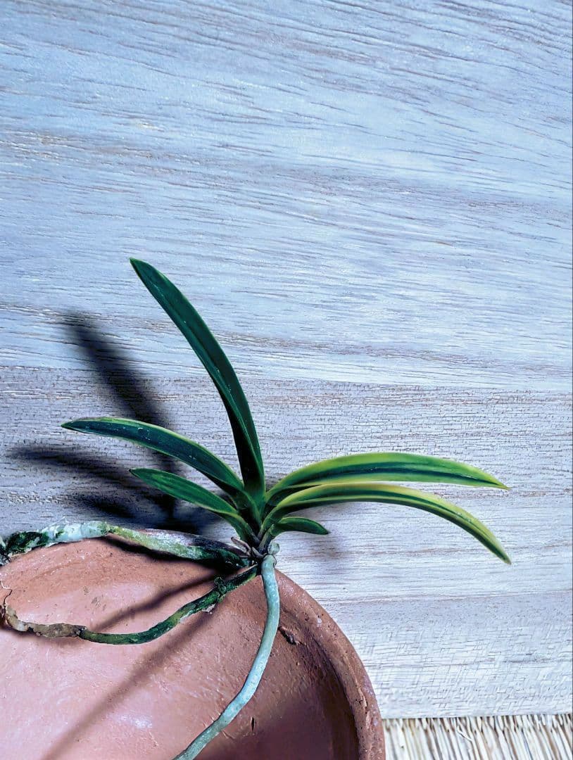 富貴蘭　カラス黒牡丹縞（関東で人気の希少黒牡丹）