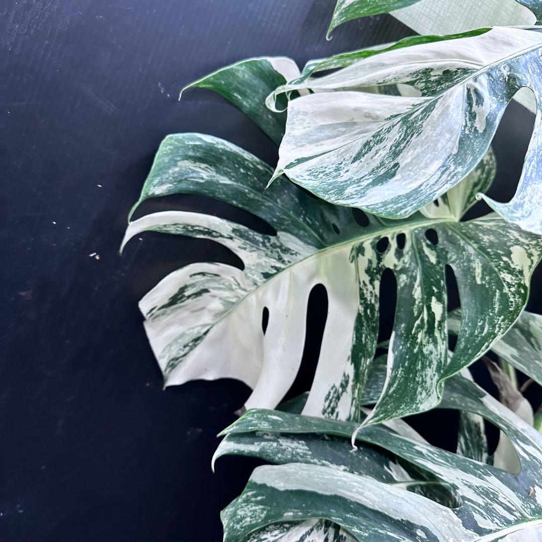 斑入りモンステラ ホワイトタイガー極美大株86cm白斑多