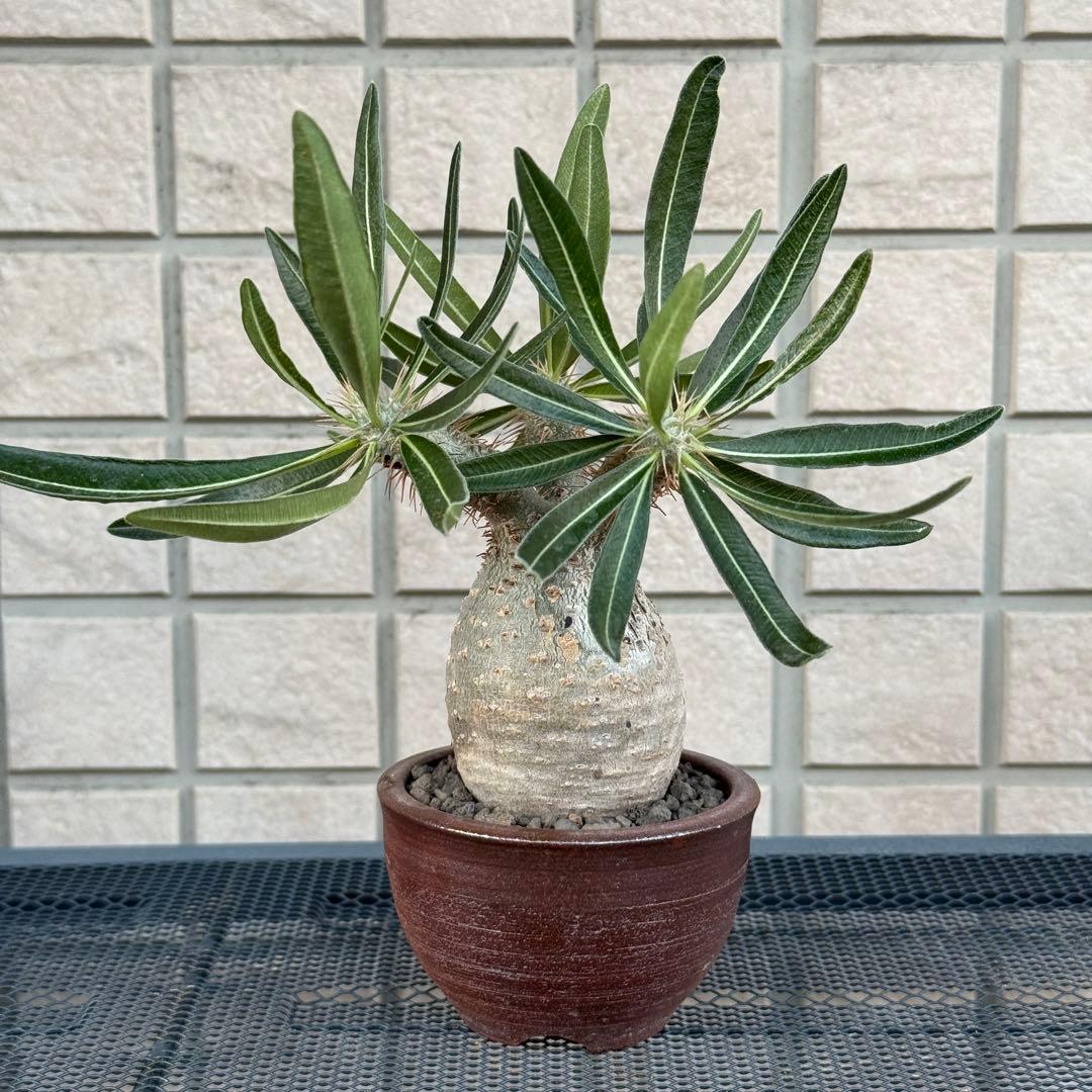 パキポディウム・グラキリス　現地株　小型　良型