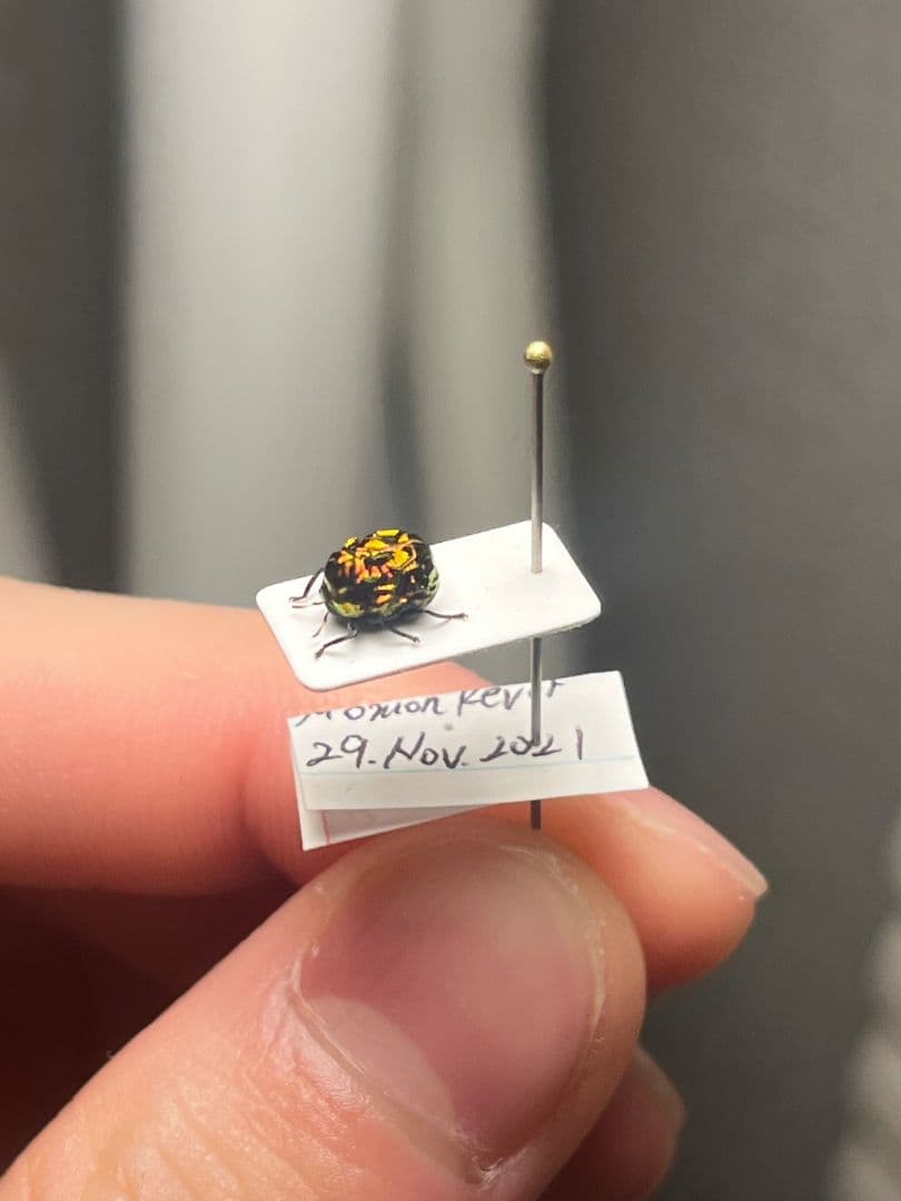 【4mm】コブハムシ 赤銅色 コメツキムシ昆虫標本甲虫タマムシスハンダエコガネム