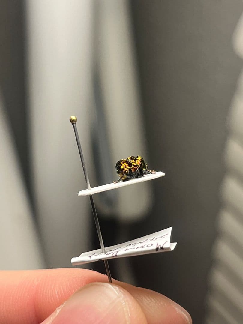 【4mm】コブハムシ 赤銅色 コメツキムシ昆虫標本甲虫タマムシスハンダエコガネム