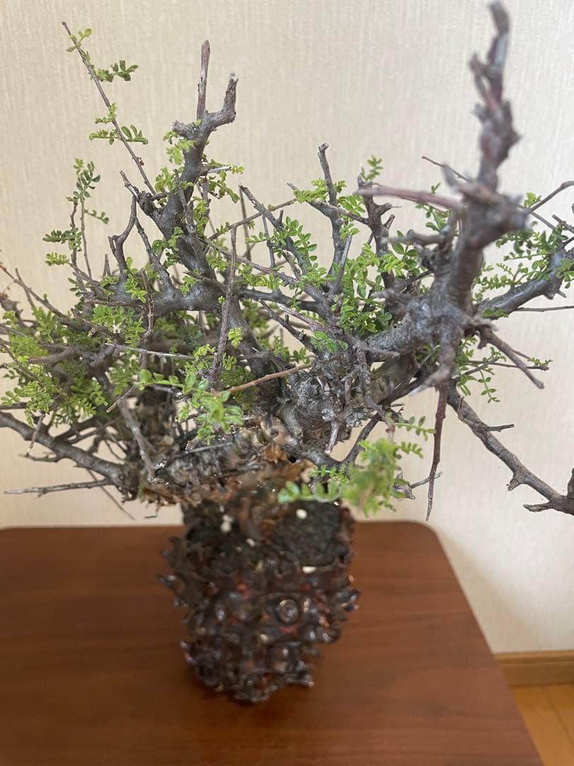 大株　コミフォラ　ピンネイトリーブス　平井秀