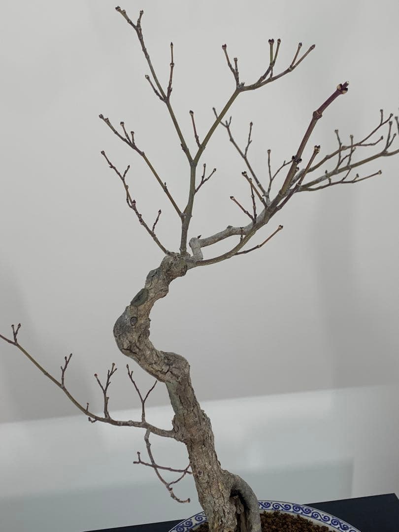 古木感溢れる石付山もみじ　文人　洞　樹高約60cm（検索/盆栽　野梅　楓）